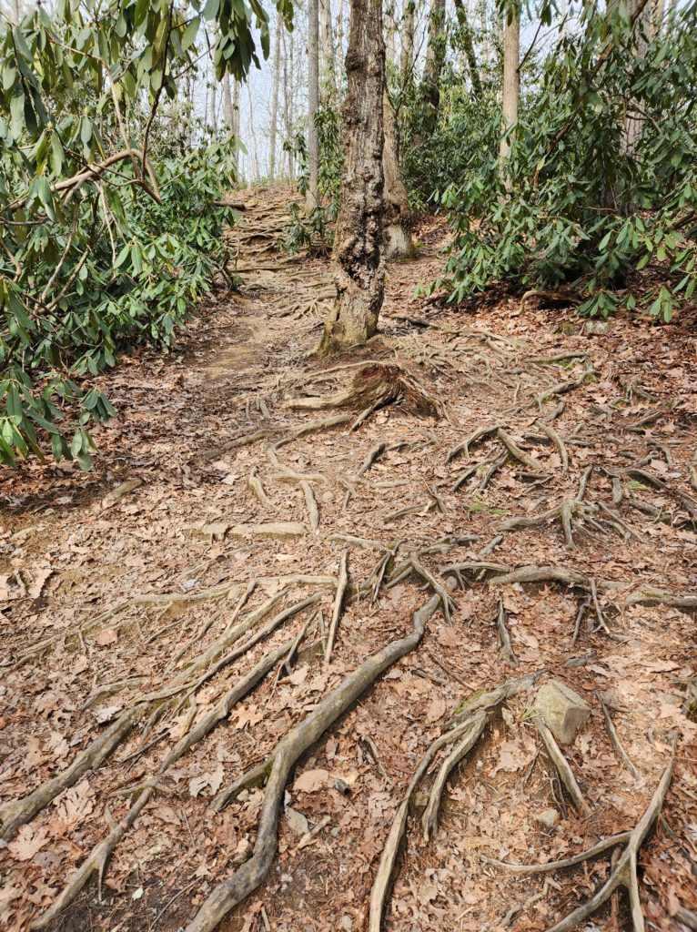 A dirt path in the forest. Along the path there are trees here and there with exposed roots. Blue sky peeks through the trees in the background.