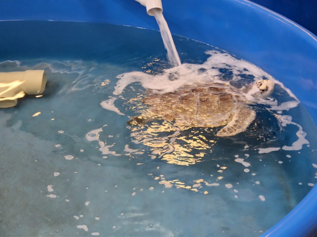 A sea turtle in a large tank filled with water, swimming under the water running into its tank. At the Karen Beasley Sea Turtle Hospital in NC.