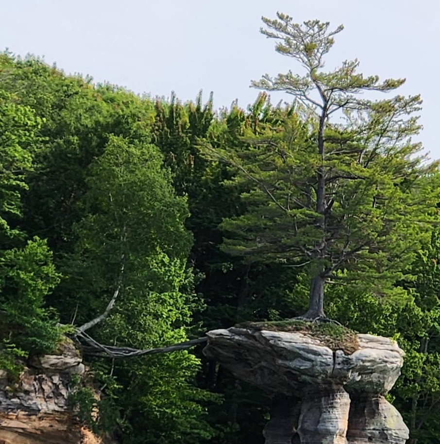 A close up of Chapel Rock at Pictured Rocks National Lakeshore. A tree grows on the rock formation that juts out from the rest. The trees roots reach back towards the land because there's no dirt on the rock to support it. 