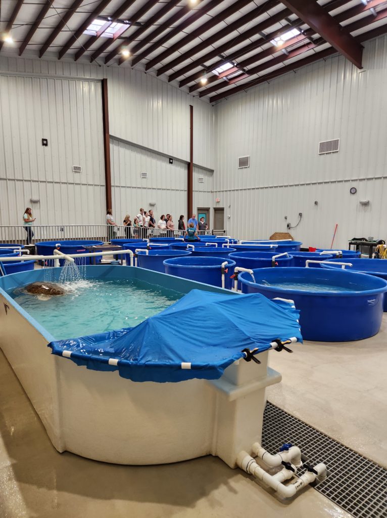 Several large tanks filled with water in a large room. Lovingly referred to as the "Sea Turtle Bay" at the Karen Beasley Sea Turtle Center. 