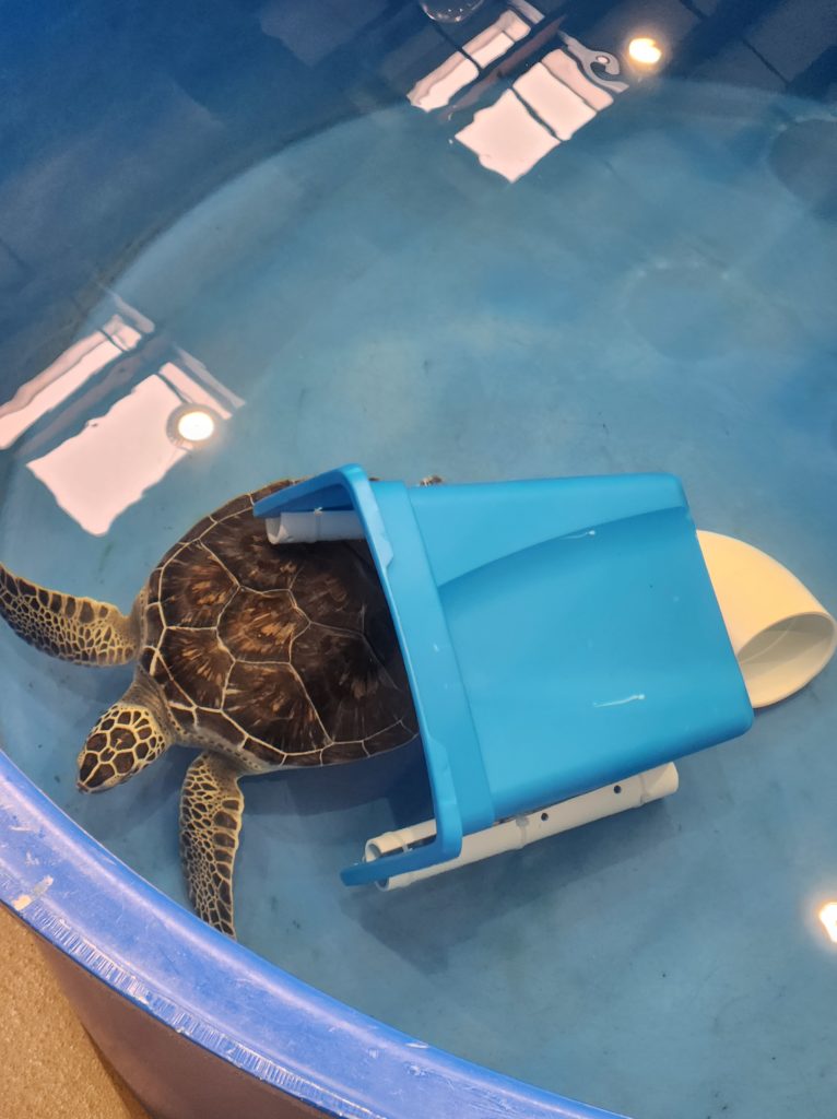 A sea turtle in a large tank of water with a few of the enrichment tools in the tank with them. 