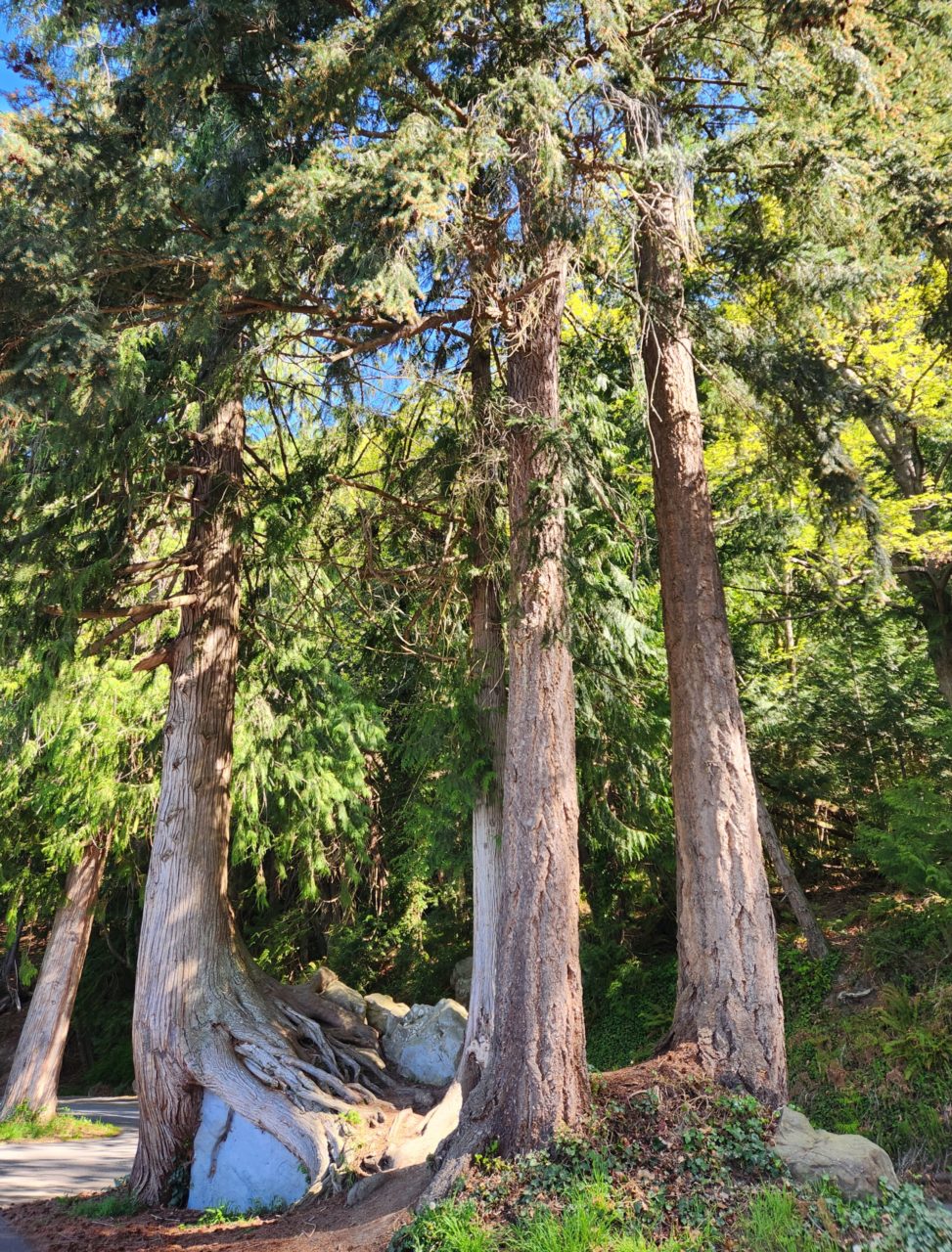 Three large trees, one of them growing around and over top of a rock.