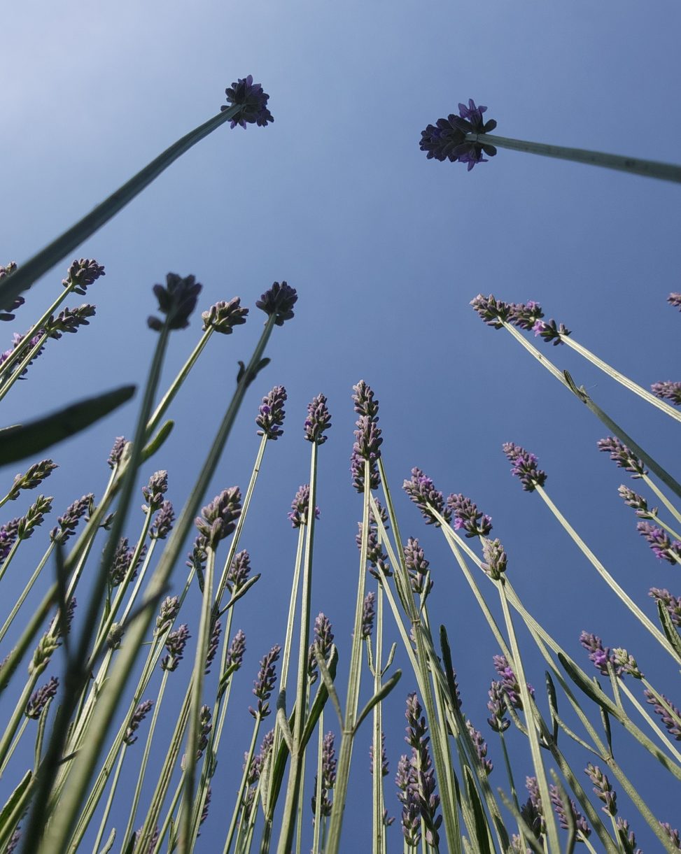 A picture of lavender stems taken from below the plants looking up towards the sky.