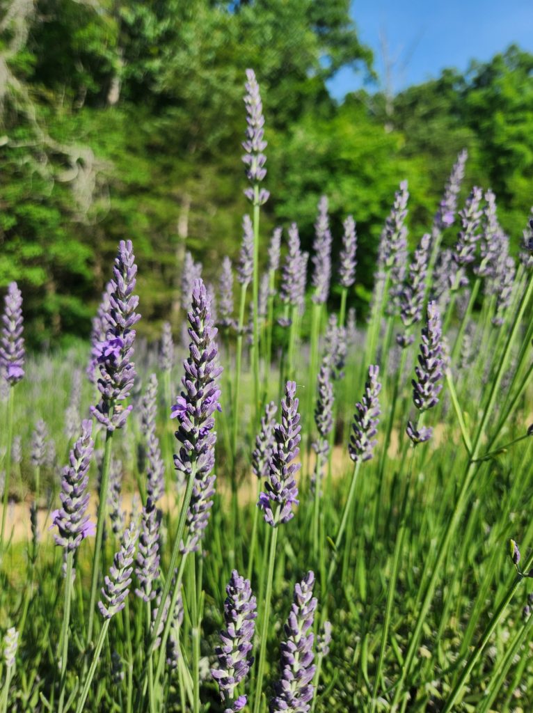 A closeup view of a lavender plant at the Midfield Lavender Farm in Bulls Gap, TN. Trees in the background.