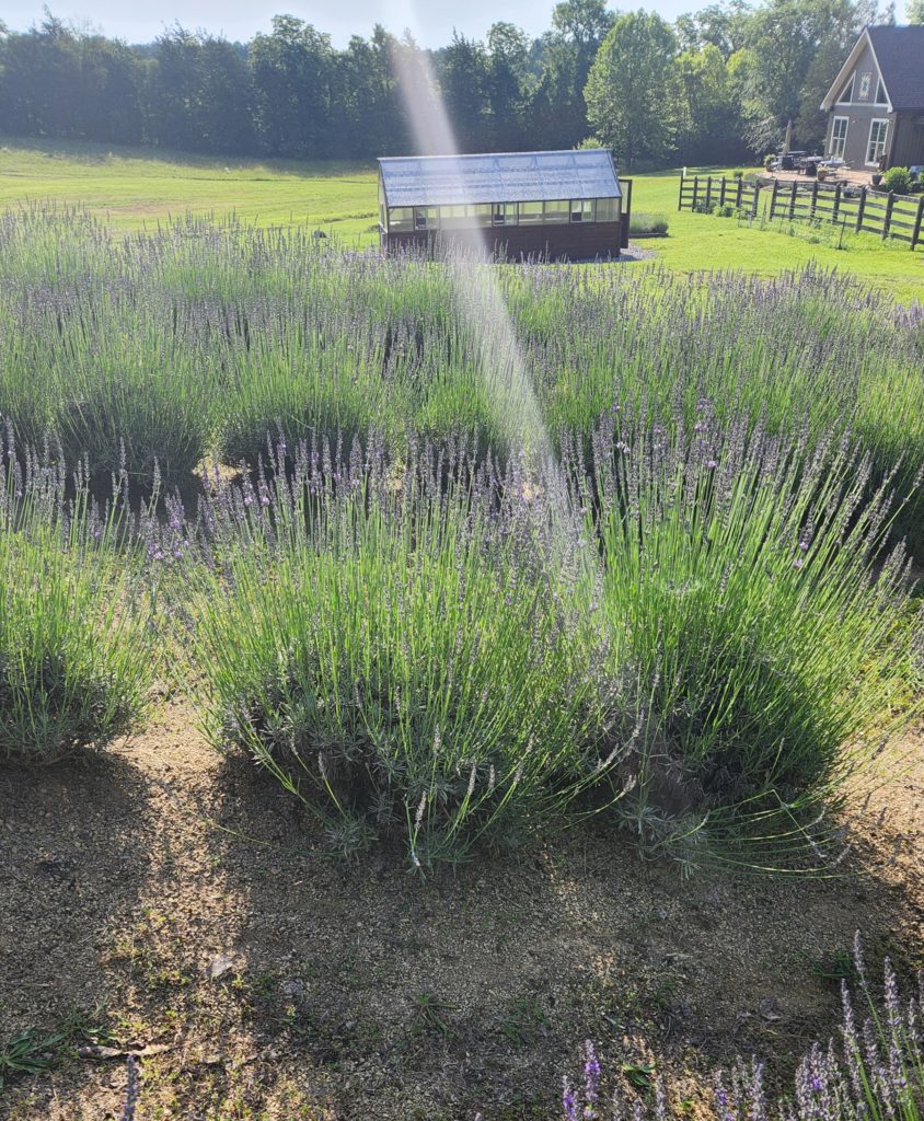 An overview of Midfield Lavender Farm in Bulls Gap, TN with a bright sunbeam shining down onto one lavender bush.