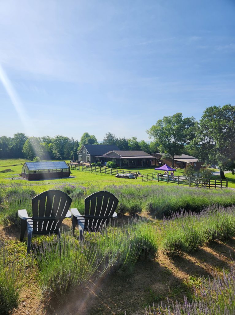 An overview of Midfield Lavender Farm in Bulls Gap, TN as if you're standing in the middle of the lavender field looking back down towards the house. Two chairs sit in the center of the field.