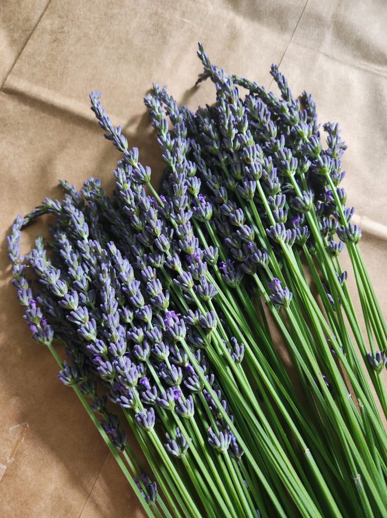 Cut lavender stems laying on a brown paper bag background.