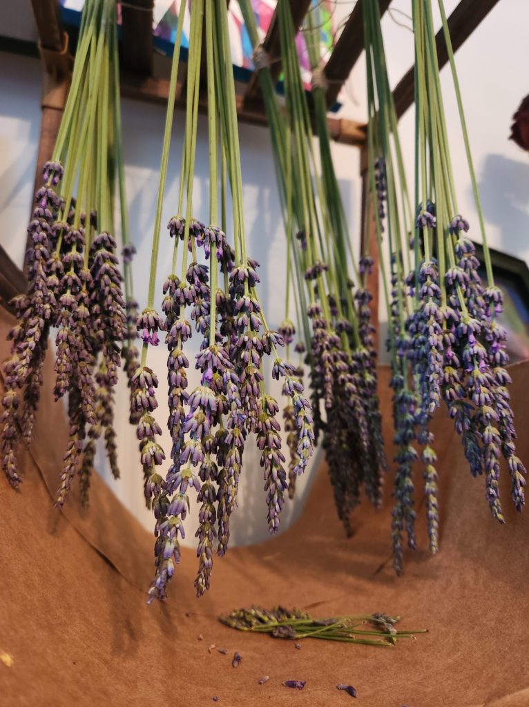 Hanging bundles of drying lavender. Picked fresh at the Midfield Lavender Farm in Bulls Gap, TN.