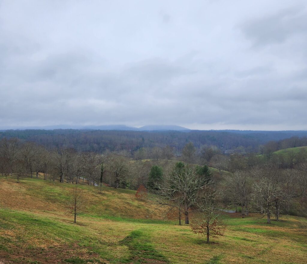 Looking out over the view of the forest beyond the Biltmore House.