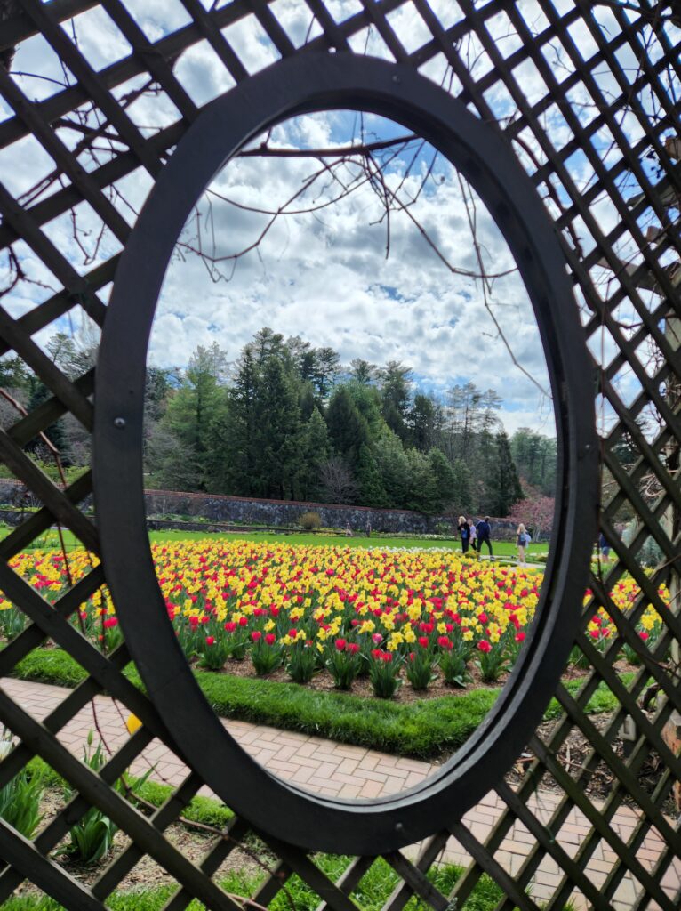 A picture of a garden of tulips, taken from inside the lattice walkway, looking out over the tulips  through an oval shaped opening. 