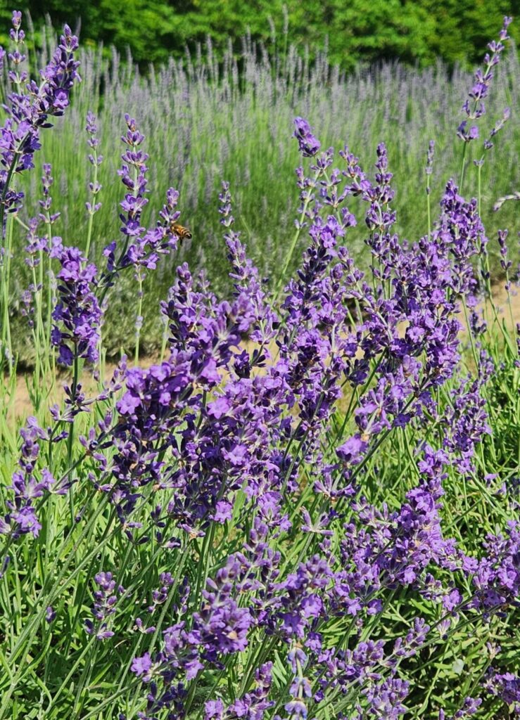 A culinary lavender plant at Midfield Lavender Farm in Bulls Gap, TN, with a bee buzzing around it. 