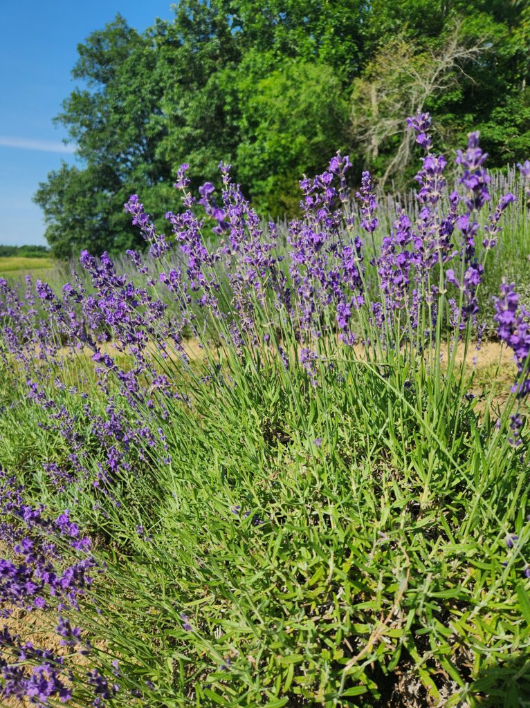 A culinary lavender plant at Midfield Lavender Farm. Trees in the background.